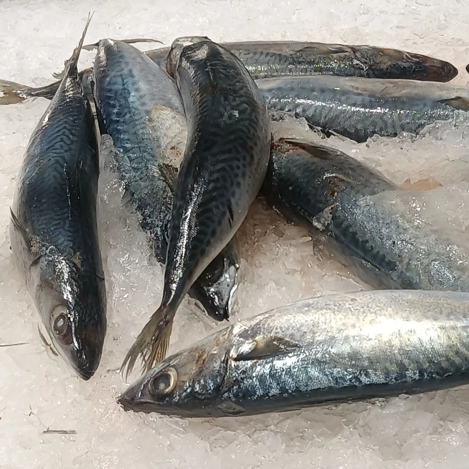 Cocaine Found Hidden in Frozen Fish During Inspection in Mersin