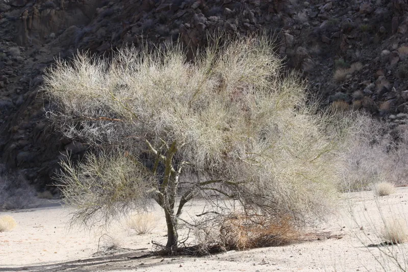 Arizona Seed Pod DNA Linked Truck to Murder Scene