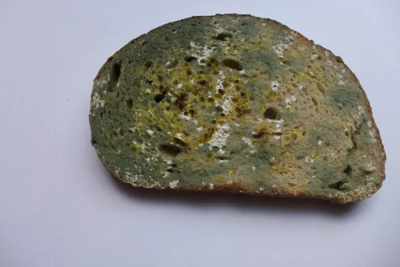 Ancient Egyptians Reportedly Used Moldy Bread as Medicine