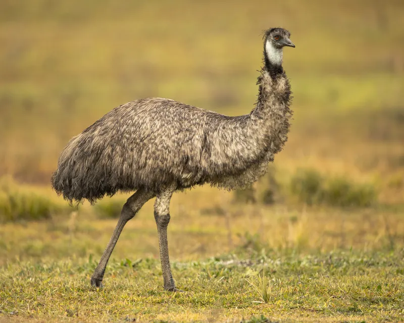 The Bizarre Story of Australia's Great Emu War