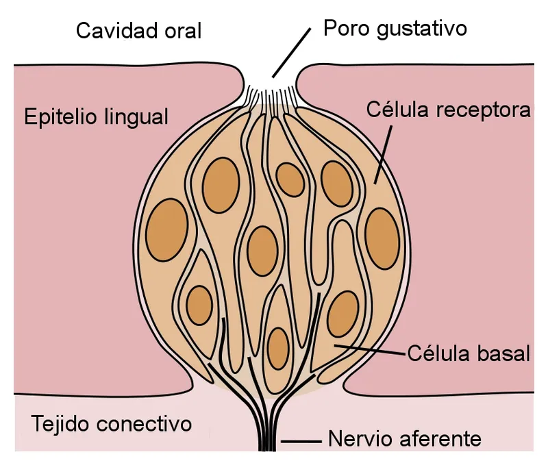 Image by NEUROtiker — CC BY-SA 3.0