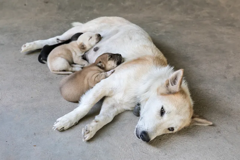 Can Pets Really Lower Your Stress Levels? Find Out!