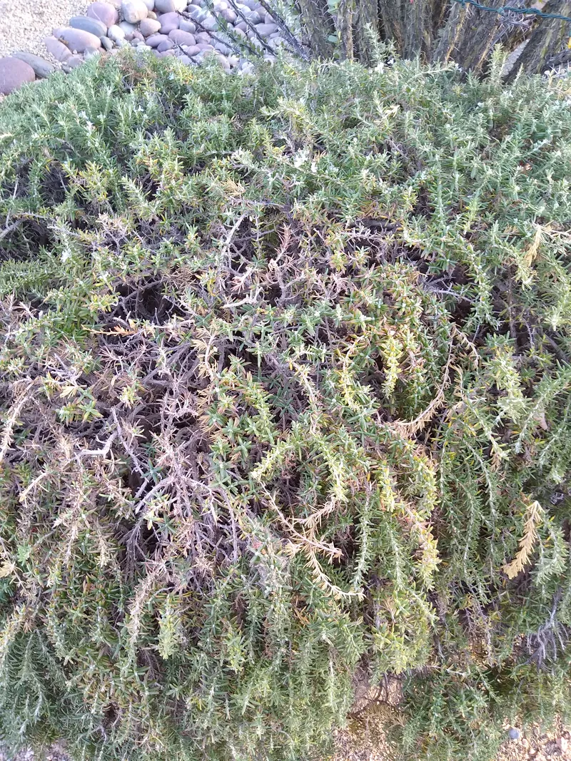 Can the Smell of Rosemary Help You Remember Things?