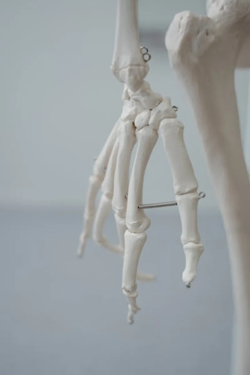 The Surprising Truth About Your 206 Bones