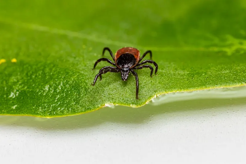 Tick Microbiomes May Matter More to Disease Spread Than Researchers Expected
