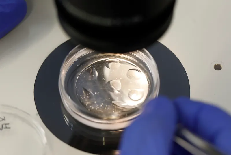 IVF Embryo Mix-Ups and the Safeguards They Changed