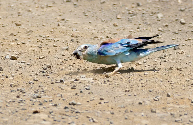 Ancient Egyptian Medical Texts Describe Crocodile Dung for Contraception