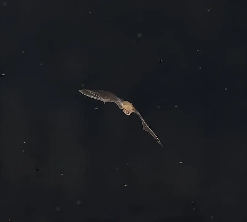 The Great Moon Hoax of 1835: Bat-Men on the Moon!