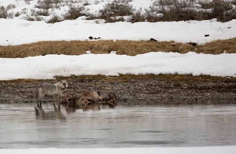 Ancien Régime Wolf Hunts Needed a Certified Carcass