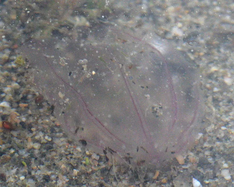 Deep-Sea Comb Jelly Sketch Predated Modern Camera Sightings