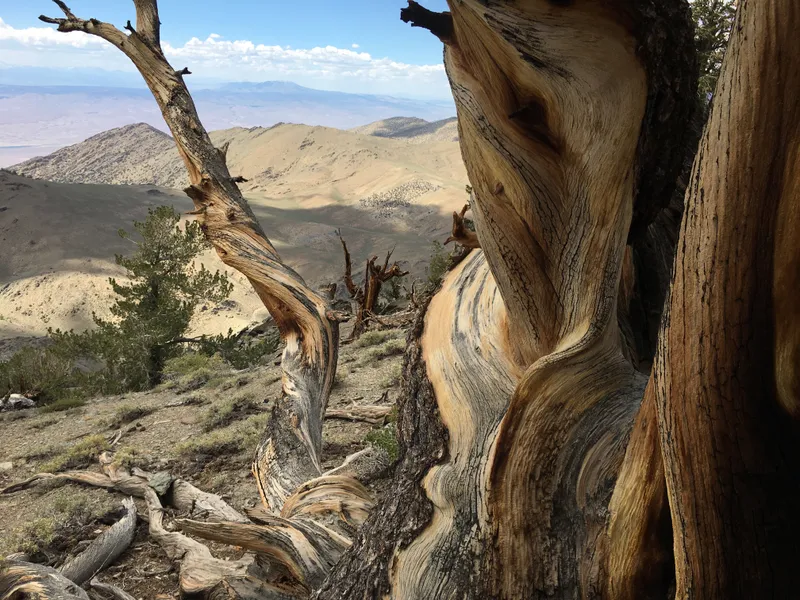 Image via Wikimedia Commons