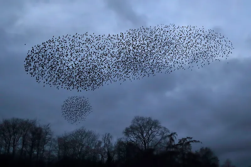 The Breathtaking Mystery of Starling Murmurations Revealed