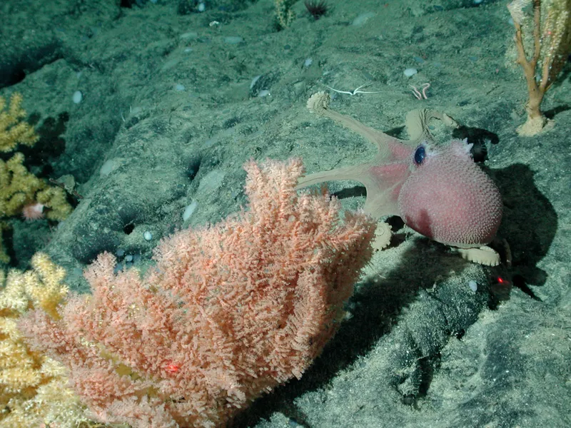 Image by National Marine Sanctuaries — Public domain