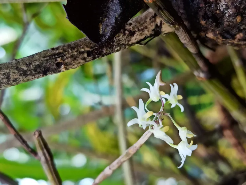 Image by Sindhu Haridas — CC BY-SA 4.0