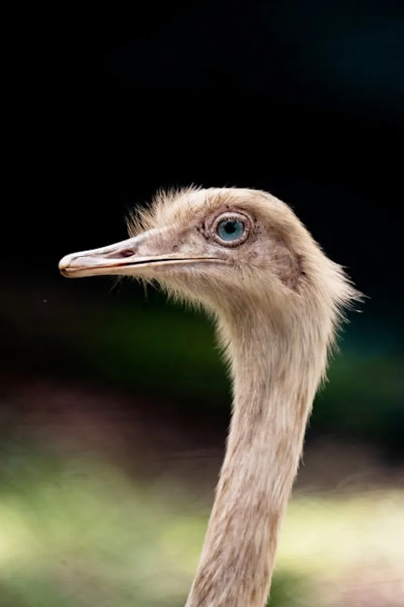 The Surprising Truth About Ostrich Eyes and Brains