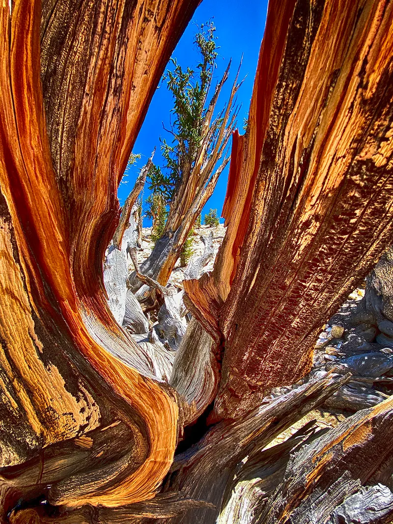 The Ancient Bristlecone Pine: Methuselah's Timeless Journey