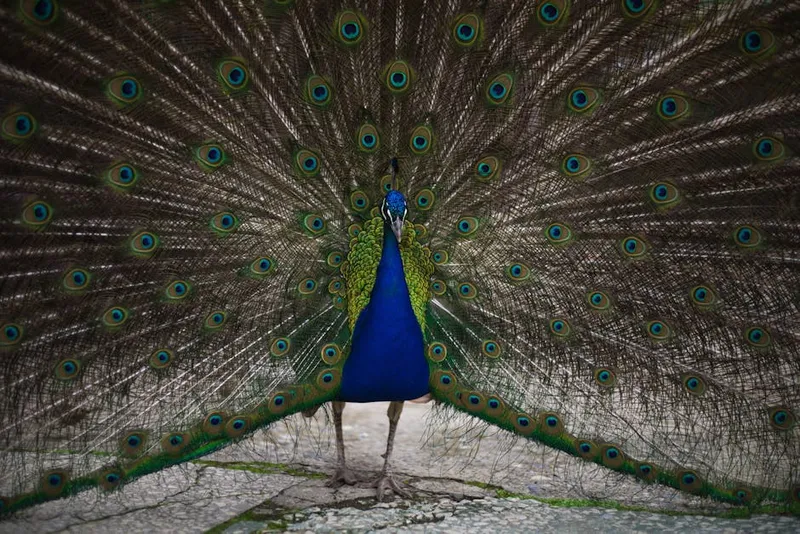 Why Male Peacocks Fan Their Colorful Tails