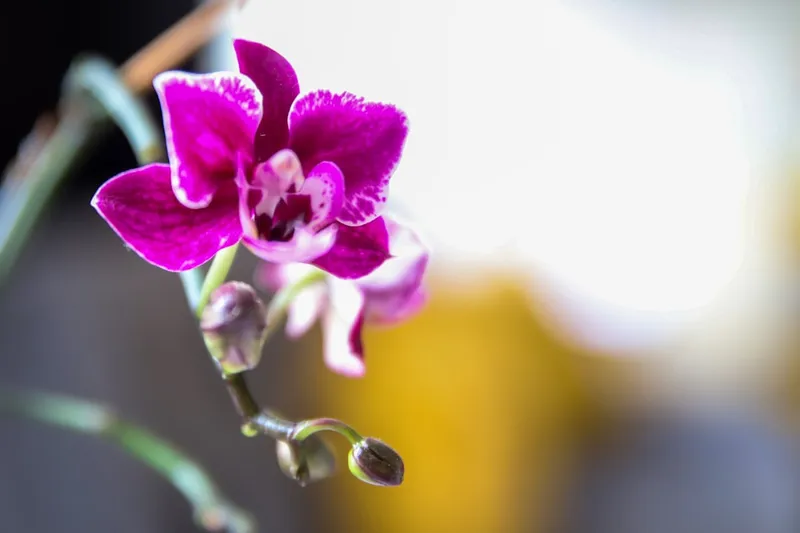 How Orchids Fool Insects for Pollination Success