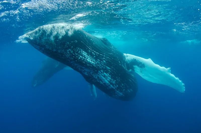 How Whale Calls Travel Thousands of Kilometers Underwater