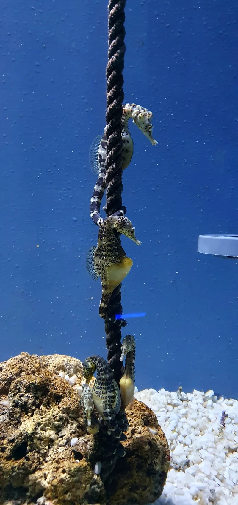 Male Pregnancy: The Unique Role of Seahorses and Relatives