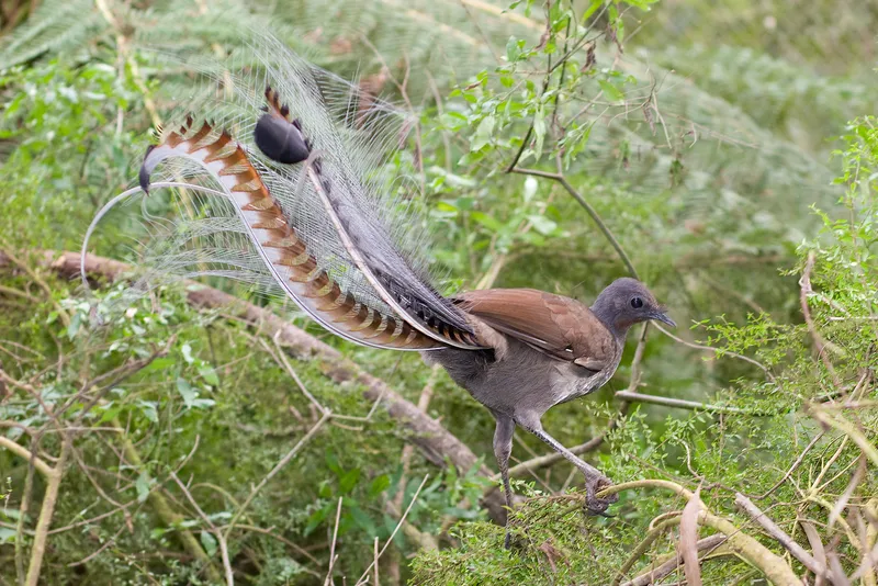 Male Lyrebirds: Nature's Remarkable Mimics