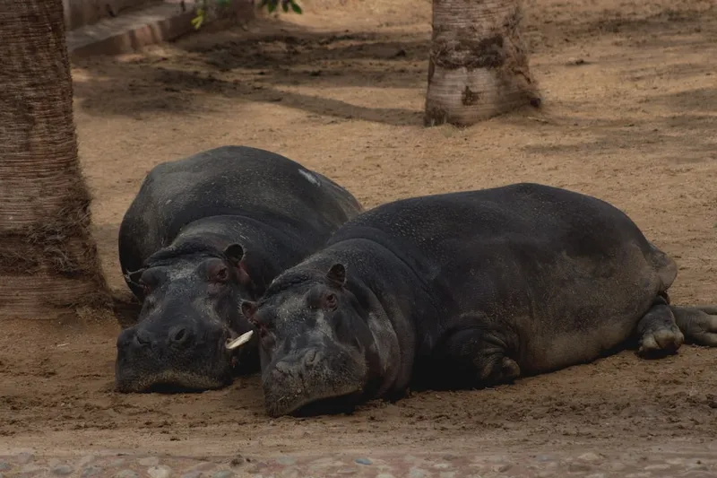 How Hippos Use Natural Sunscreen to Protect Their Skin