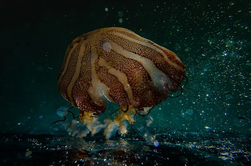 The Jellyfish That Can Reset Its Life Cycle