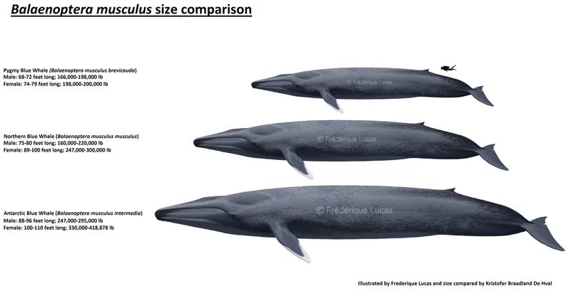 The Surprising Size of a Blue Whale's Heart