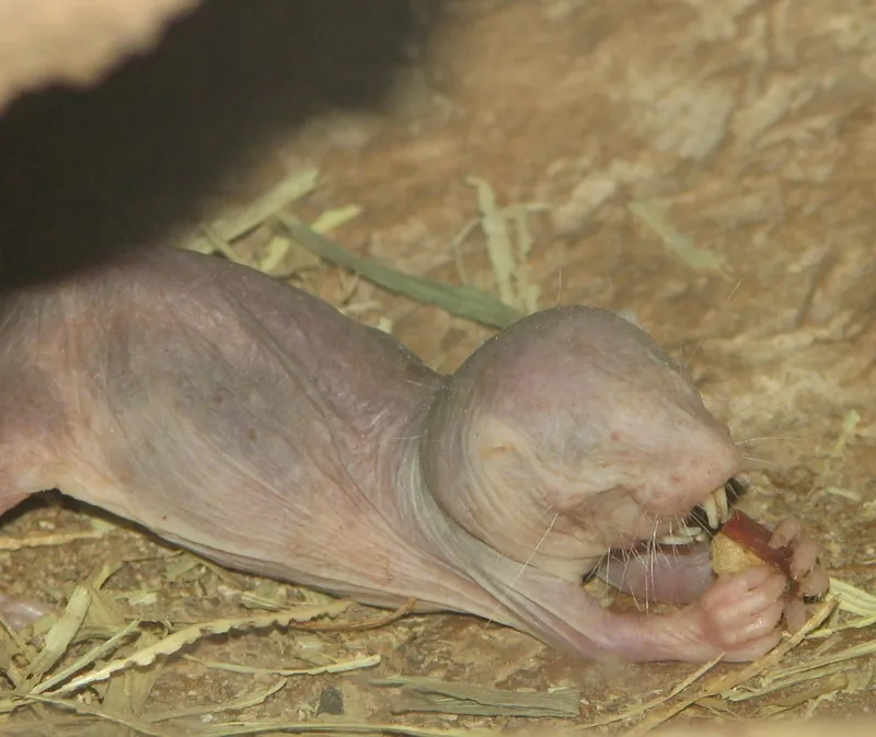 Naked Mole Rats: The Bees of the Underground World