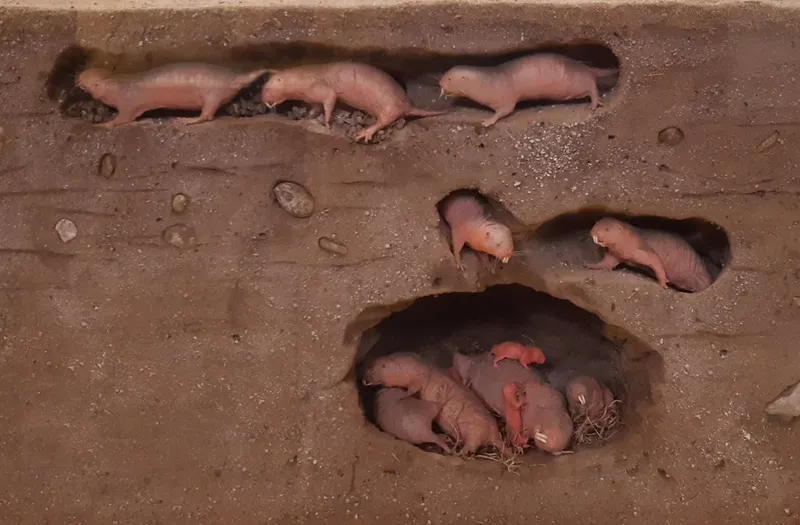 Naked Mole-Rats: Nature's Unlikely Cancer Fighters