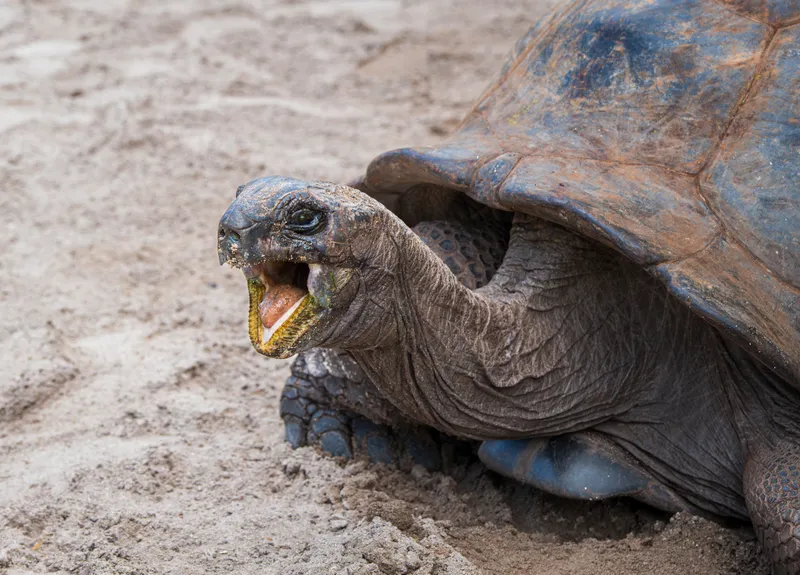 Aldabra Tortoises: Nature's Lawn Mowers in Seychelles