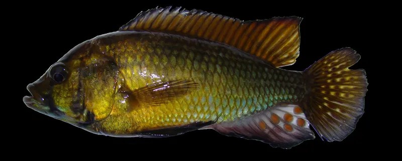 How Cichlids Remodel Their Jaws to Crush Snails