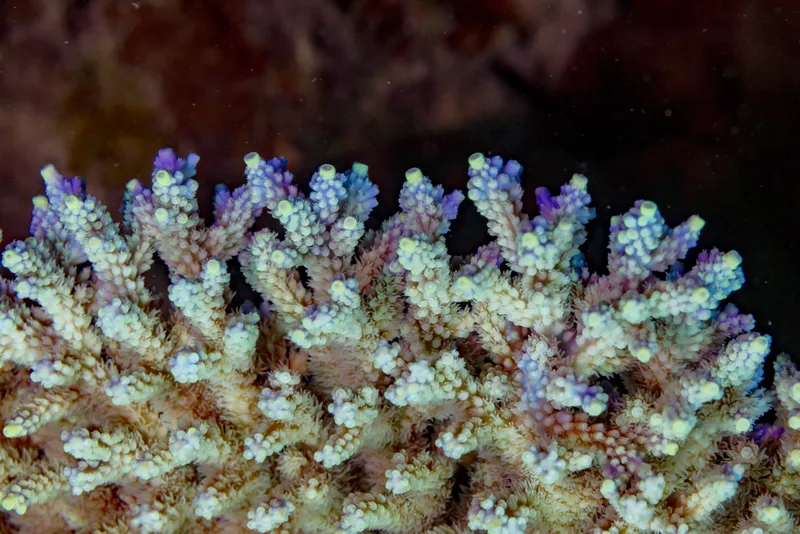 Coral Comeback: The Phoenix Effect Explained