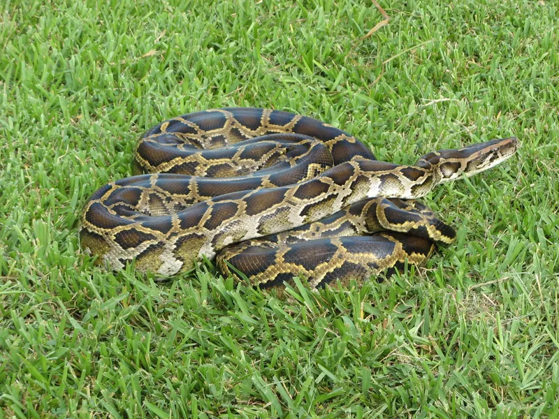 Florida's Burmese Pythons Are Eating Alligators Too