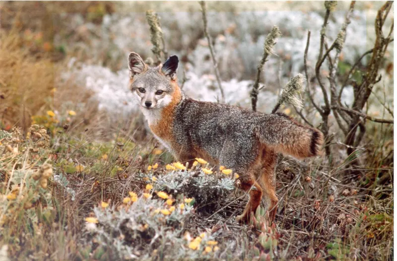 Channel Islands Fox Recovery Preserved Each Island's Genetics