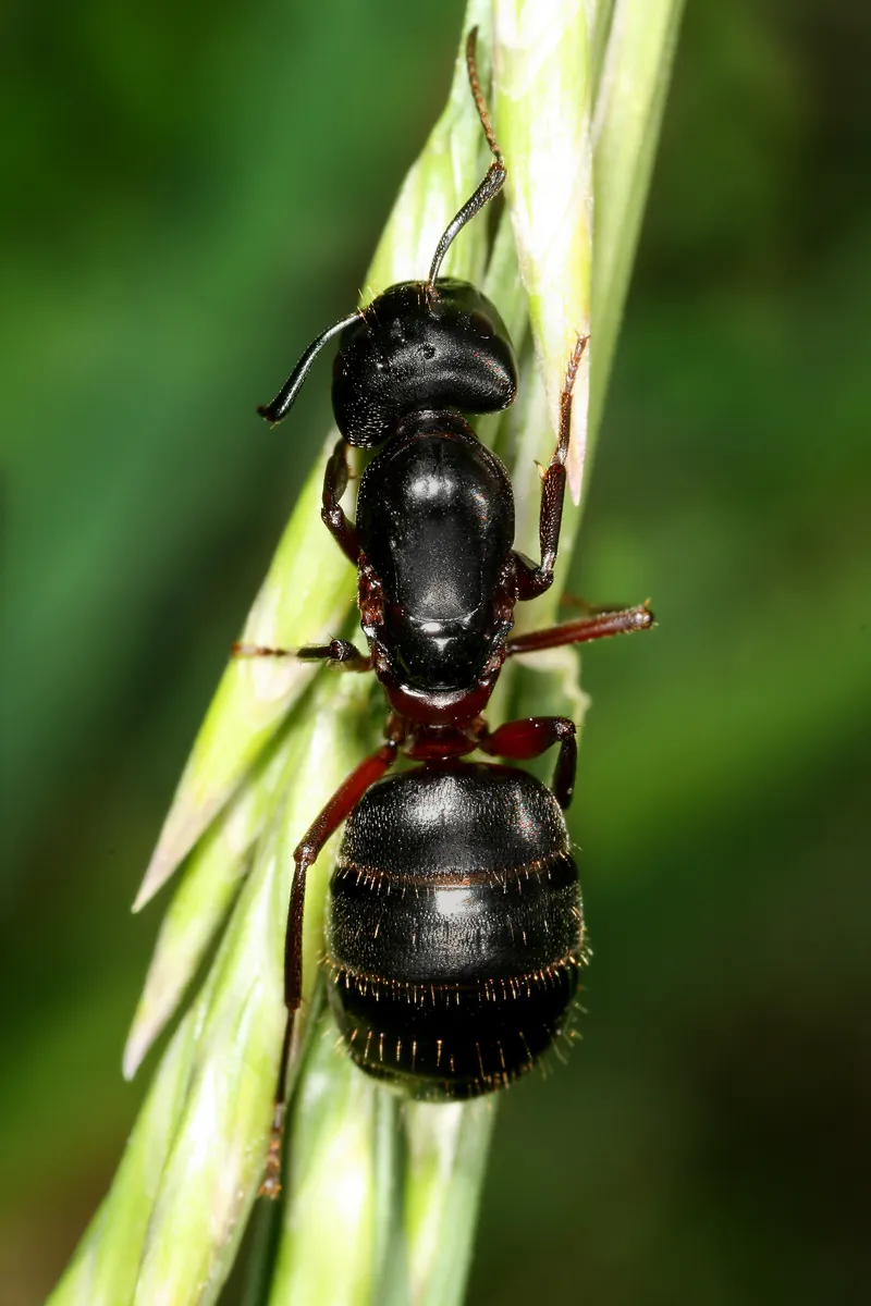 Australian Ants Farm Scale Insects on Tree Roots