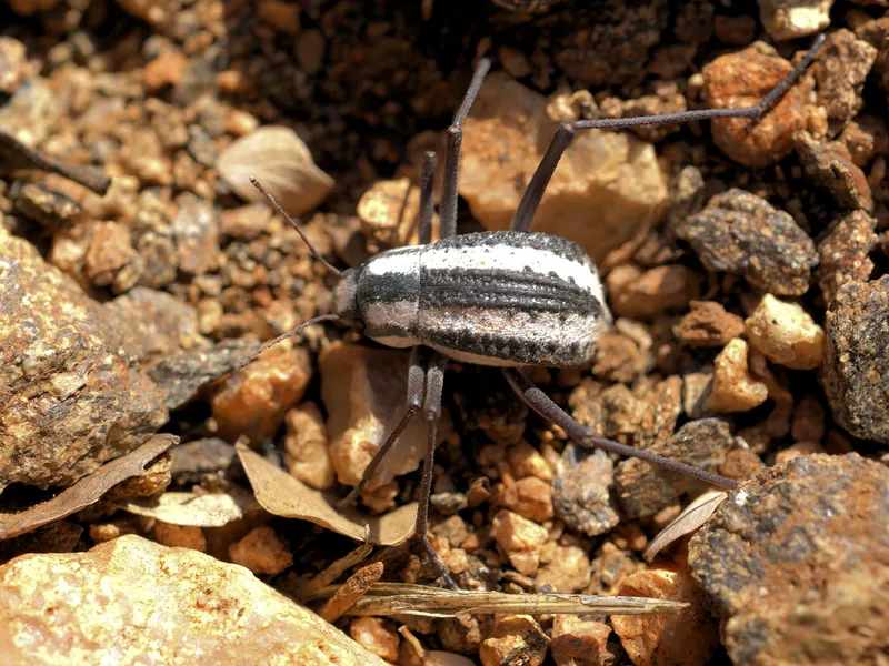 Namib Desert Fog-Basking Beetles Harvest Water From Air
