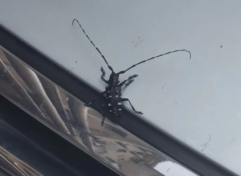 Asian Longhorned Beetle in New York Changed City Trees