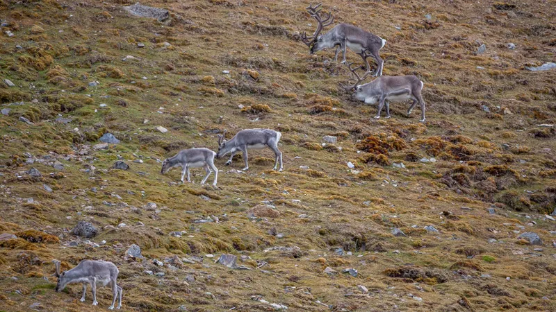 Svalbard Reindeer Eat Seaweed When Winter Ice Blocks Grazing