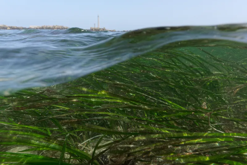 Virginia Eelgrass Restoration Reshaped Coastal Bays