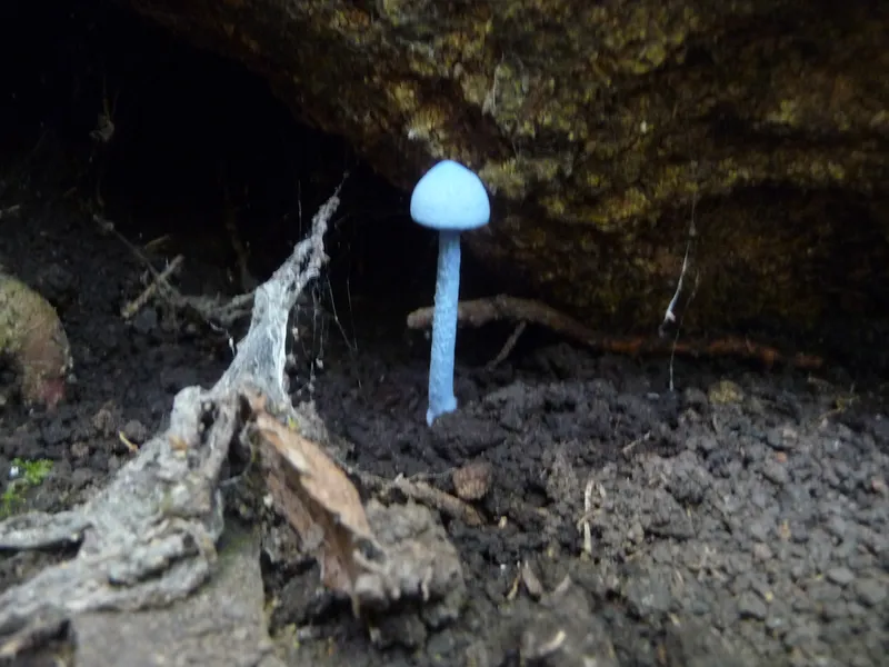 8 Bioluminescent Fungi with Surprising Green Glows at Night