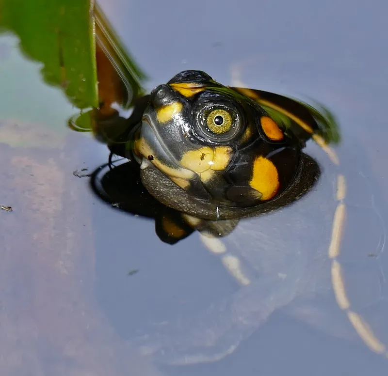 Yellow-Spotted River Turtles Time Nesting Around the Full Moon