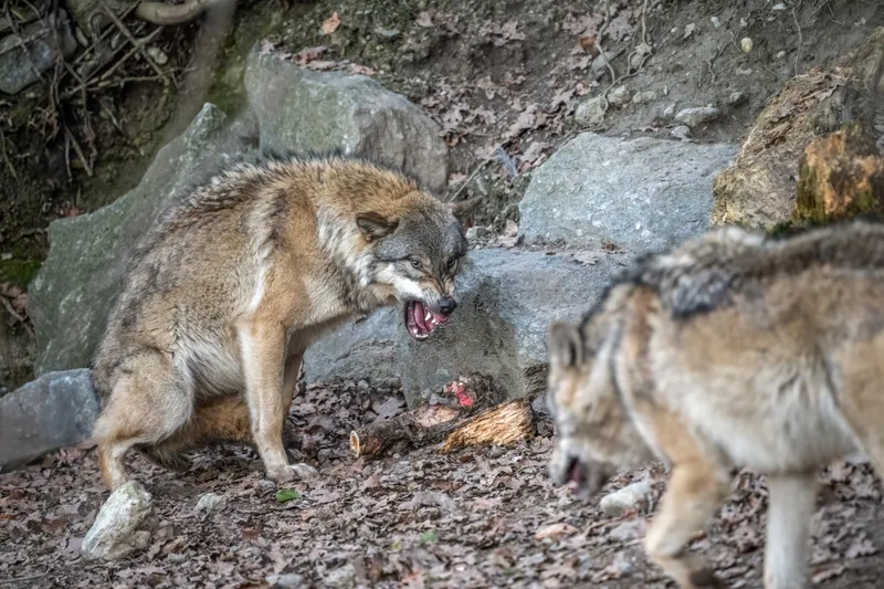 Yellowstone Wolves Helped Reshape Willows, Beavers, and Streams
