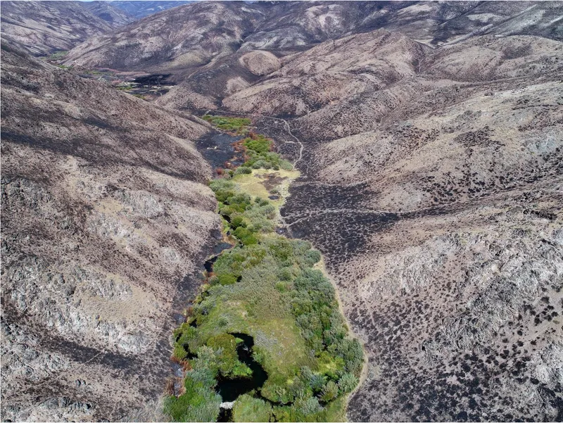 5 Animal Architects Creating Keystone Habitats for Entire Ecosystems