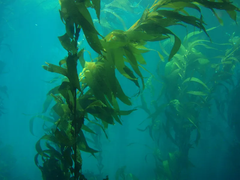 Giant Kelp Rafts Carry Marine Communities Offshore