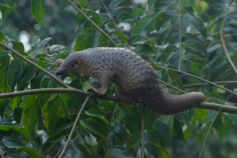 Pangolin Tongue Anatomy Is Stranger Than Most People Realize