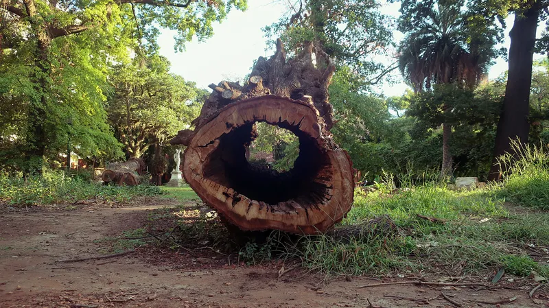 Yakushima Cedar Tree Hollows Hold Tiny Aquatic Worlds