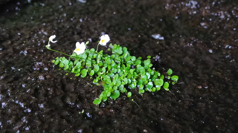 5 Plants That Move Faster Than You'd Expect