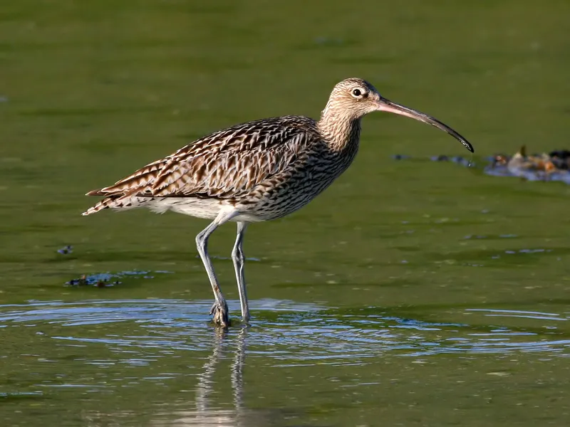 Snowdonia Peatland Rewetting Brought Curlews Back to Breed