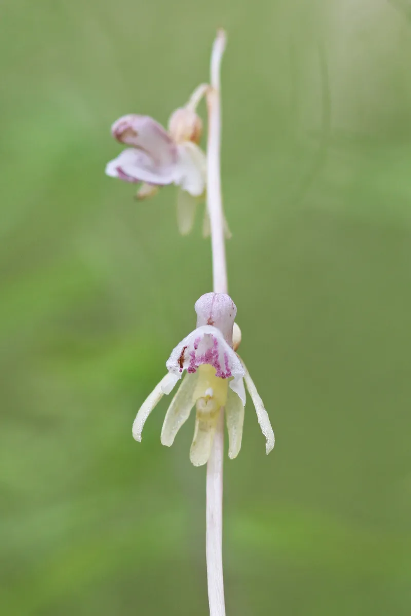 Ghost Orchid Reappears After Decades Underground in Europe